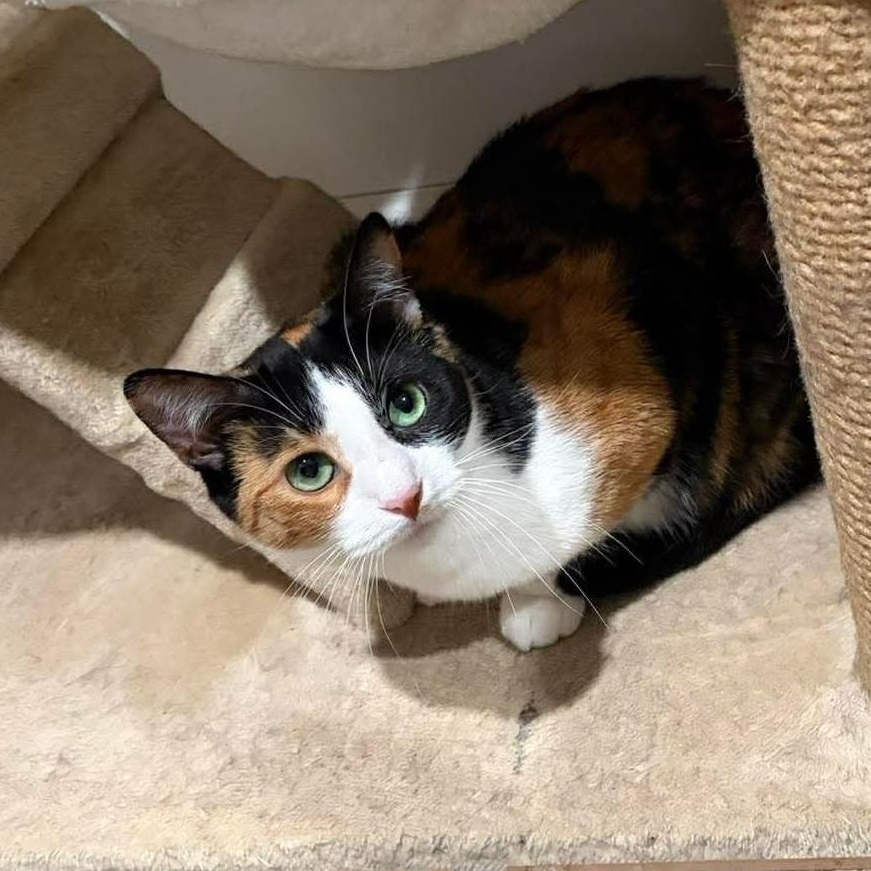 Kahlua, Adoptable, Young Female Domestic Short Hair.
