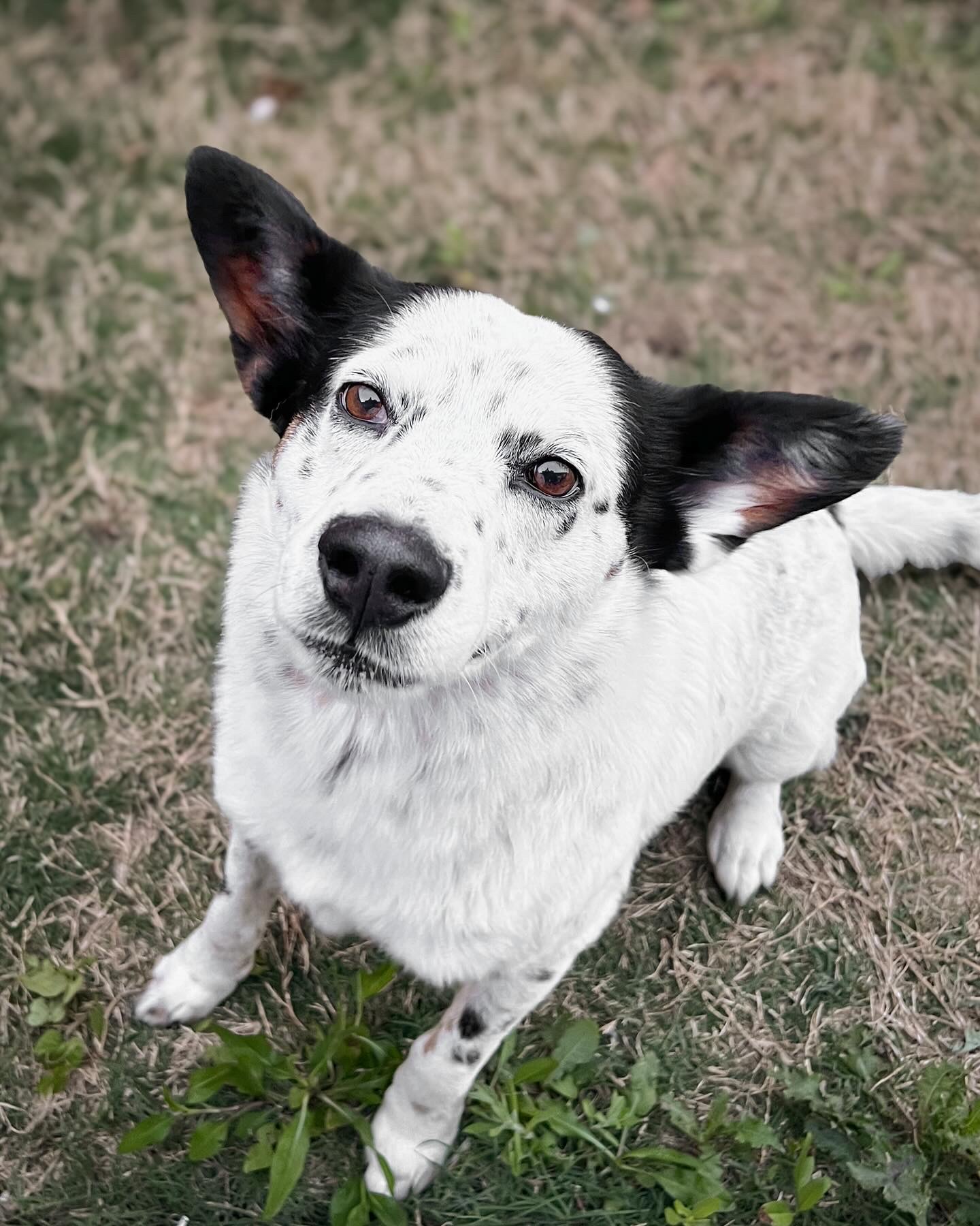 Dots, Adoptable, Adult Male Australian Cattle Dog / Blue Heeler & Australian Shepherd.