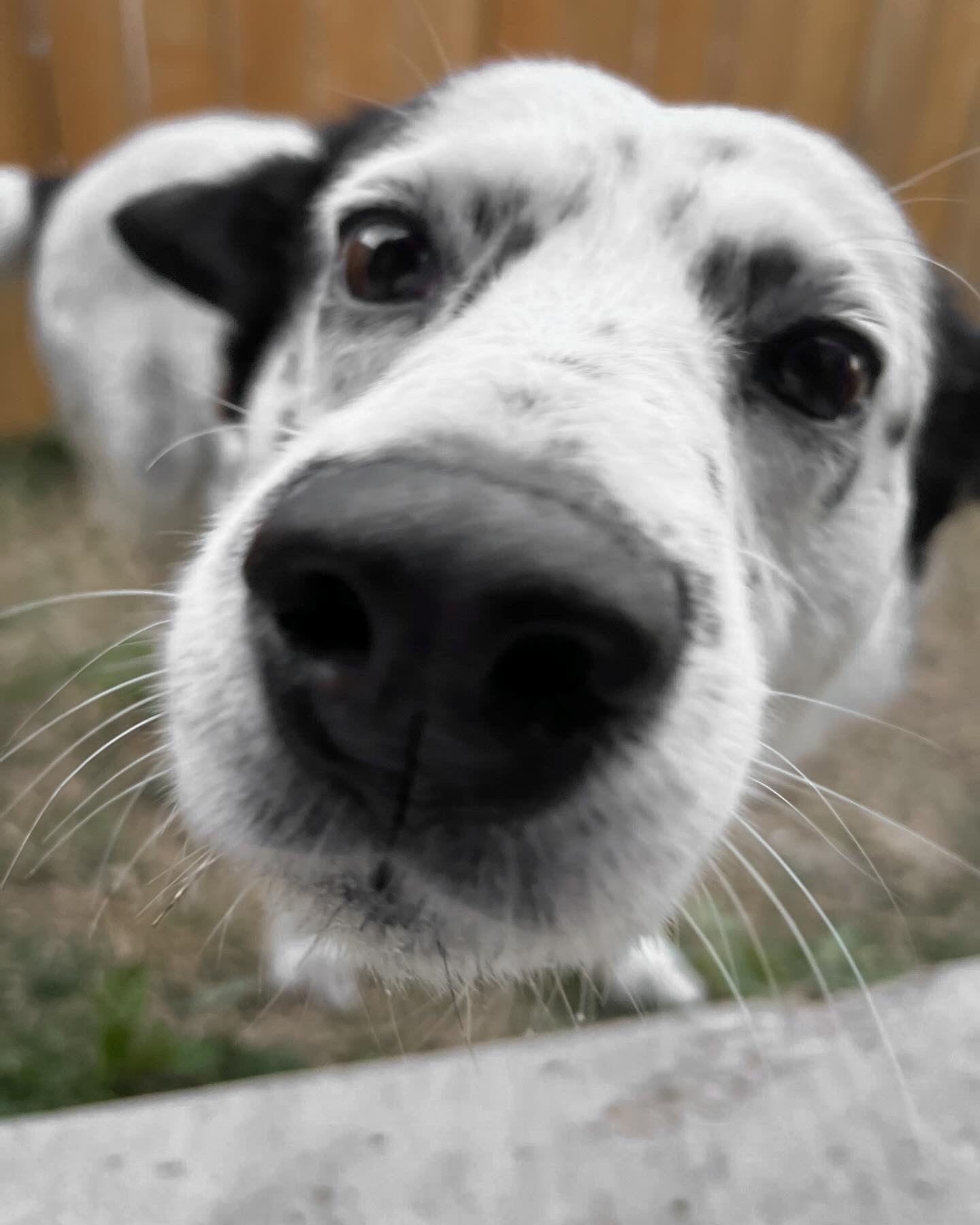 Enlarge Dots, a Adoptable mixed breed in Driftwood, TX image 2/6