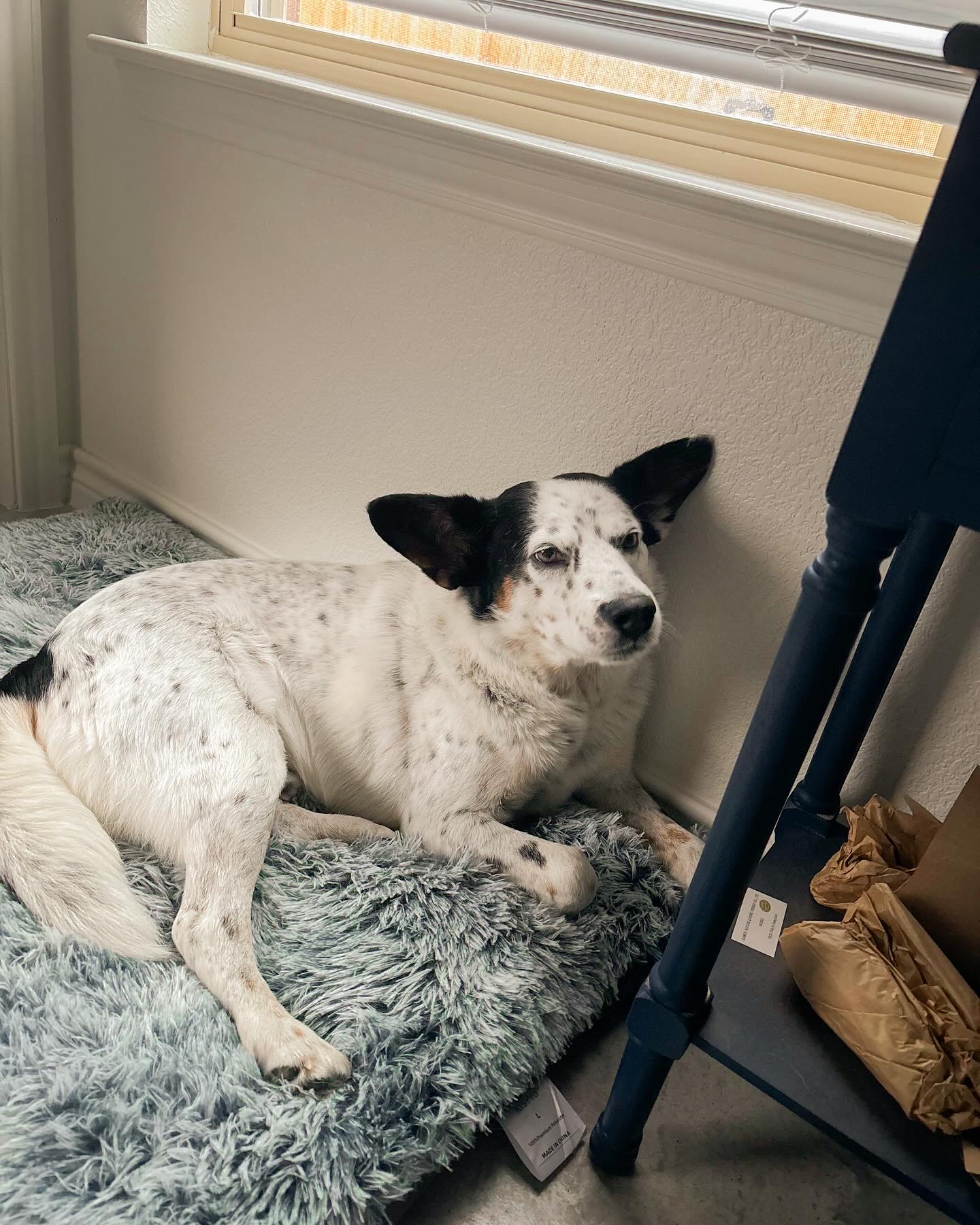 Enlarge Dots, a Adoptable mixed breed in Driftwood, TX image 3/6