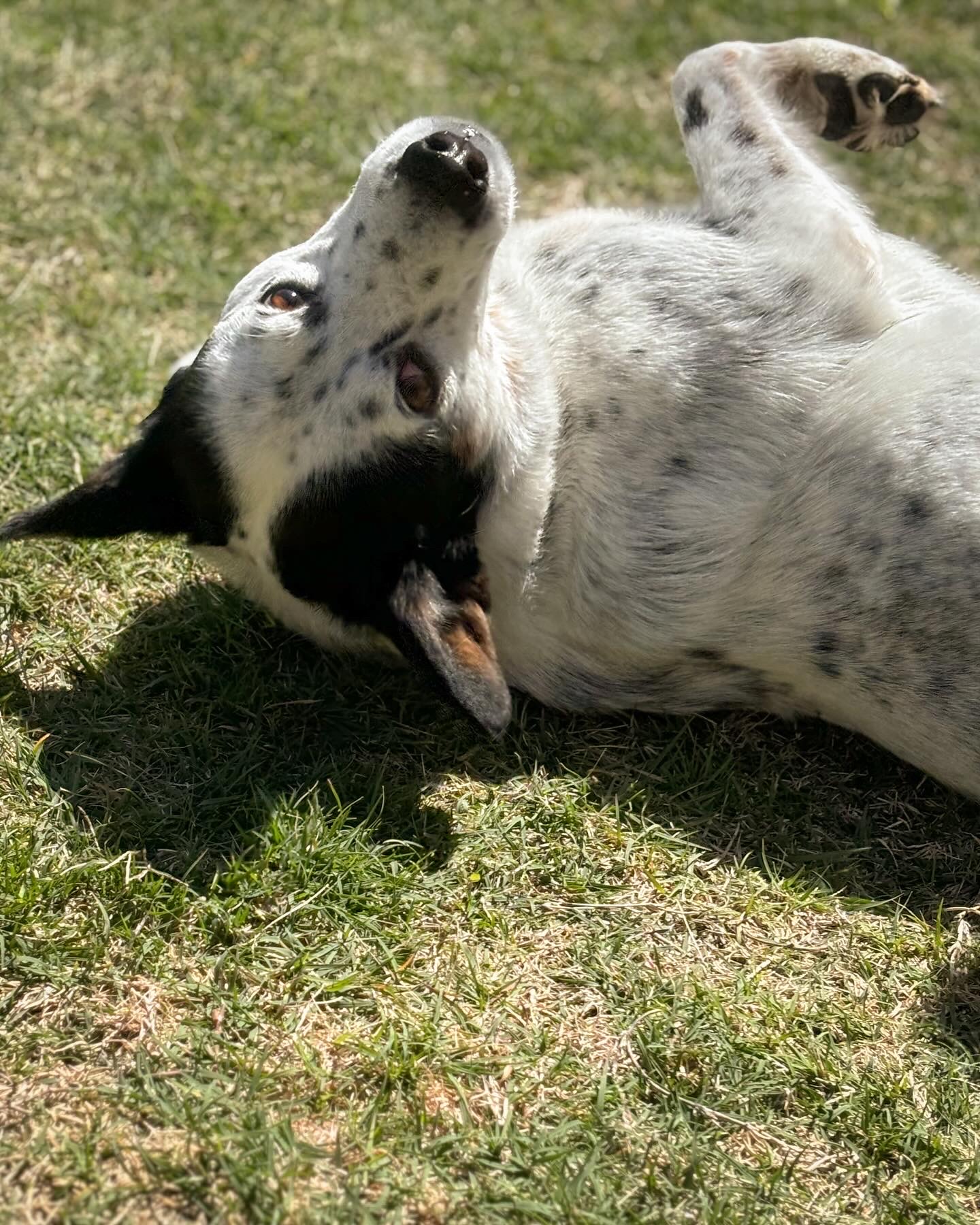 Enlarge Dots, a Adoptable mixed breed in Driftwood, TX image 4/6