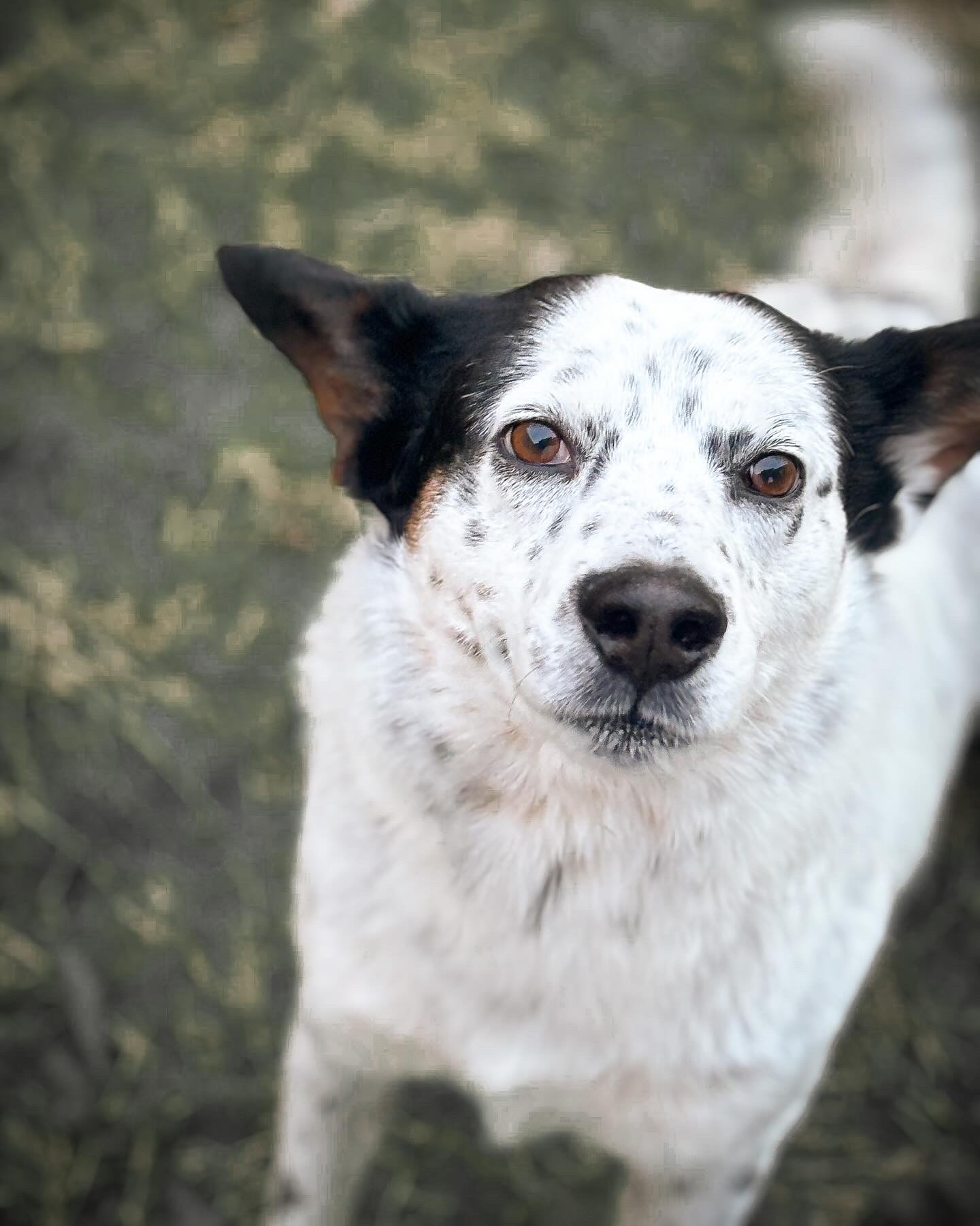 Enlarge Dots, a Adoptable mixed breed in Driftwood, TX image 5/6