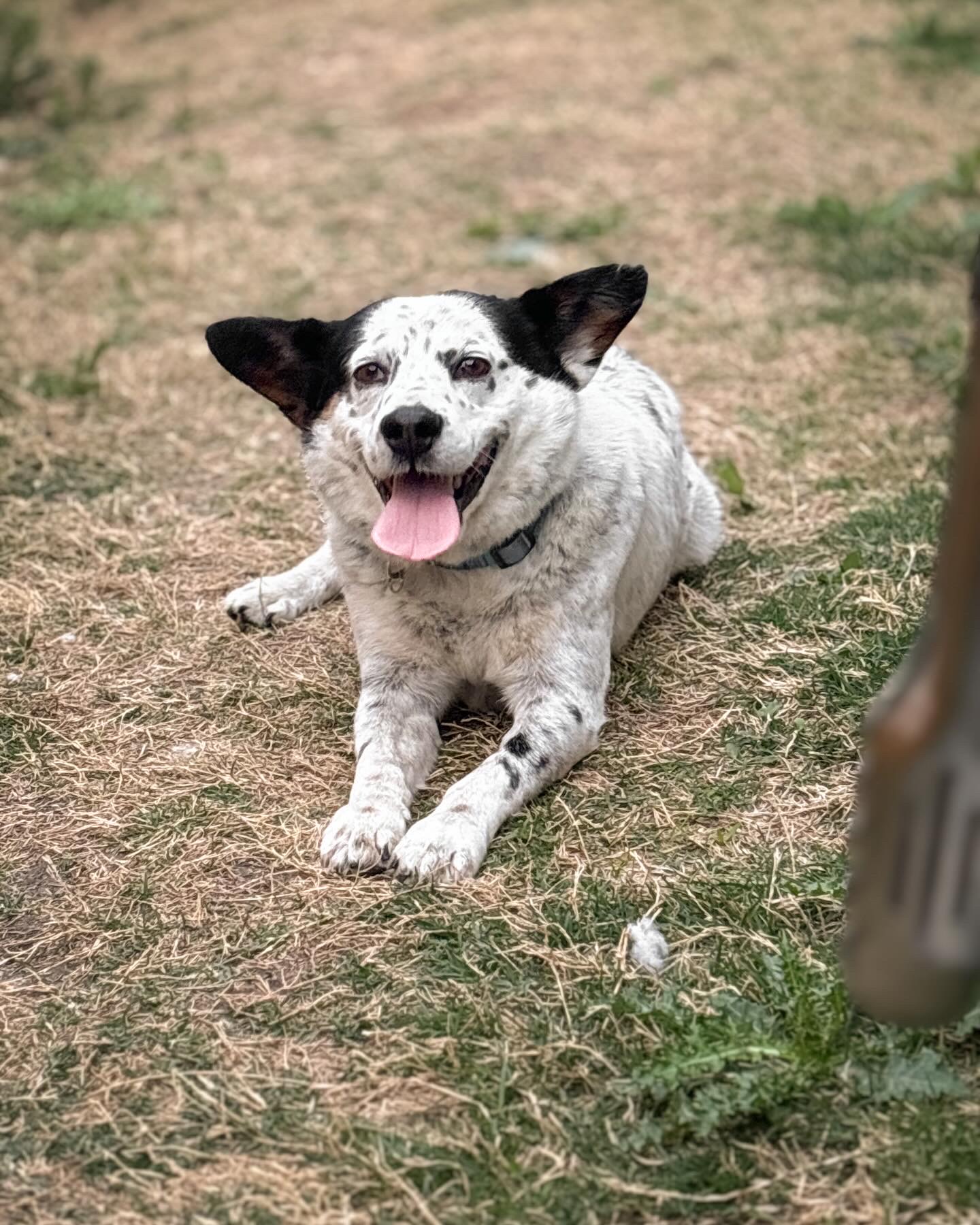 Enlarge Dots, a Adoptable mixed breed in Driftwood, TX image 6/6