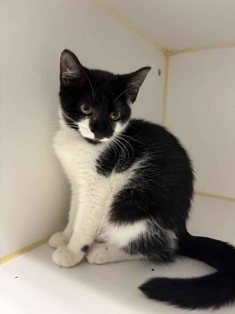 Enlarge Iggy, a Adoptable mixed breed in Henderson, NC image 1/1