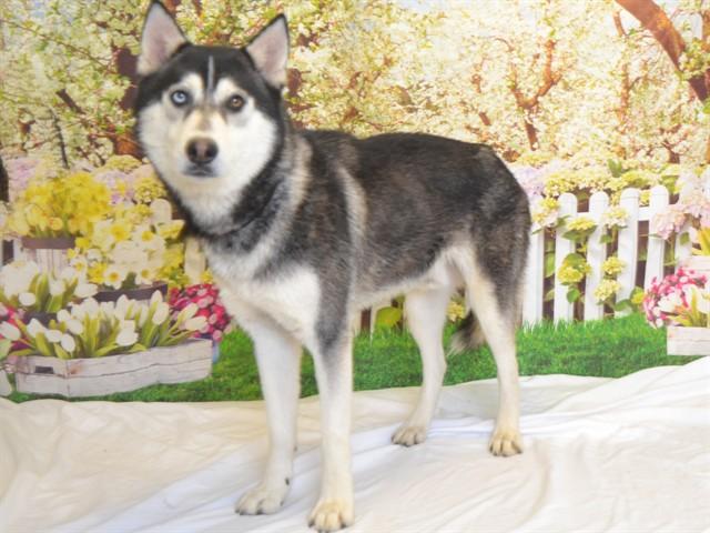 Enlarge BOWIE, a Adoptable mixed breed in Oroville, CA image 1/1