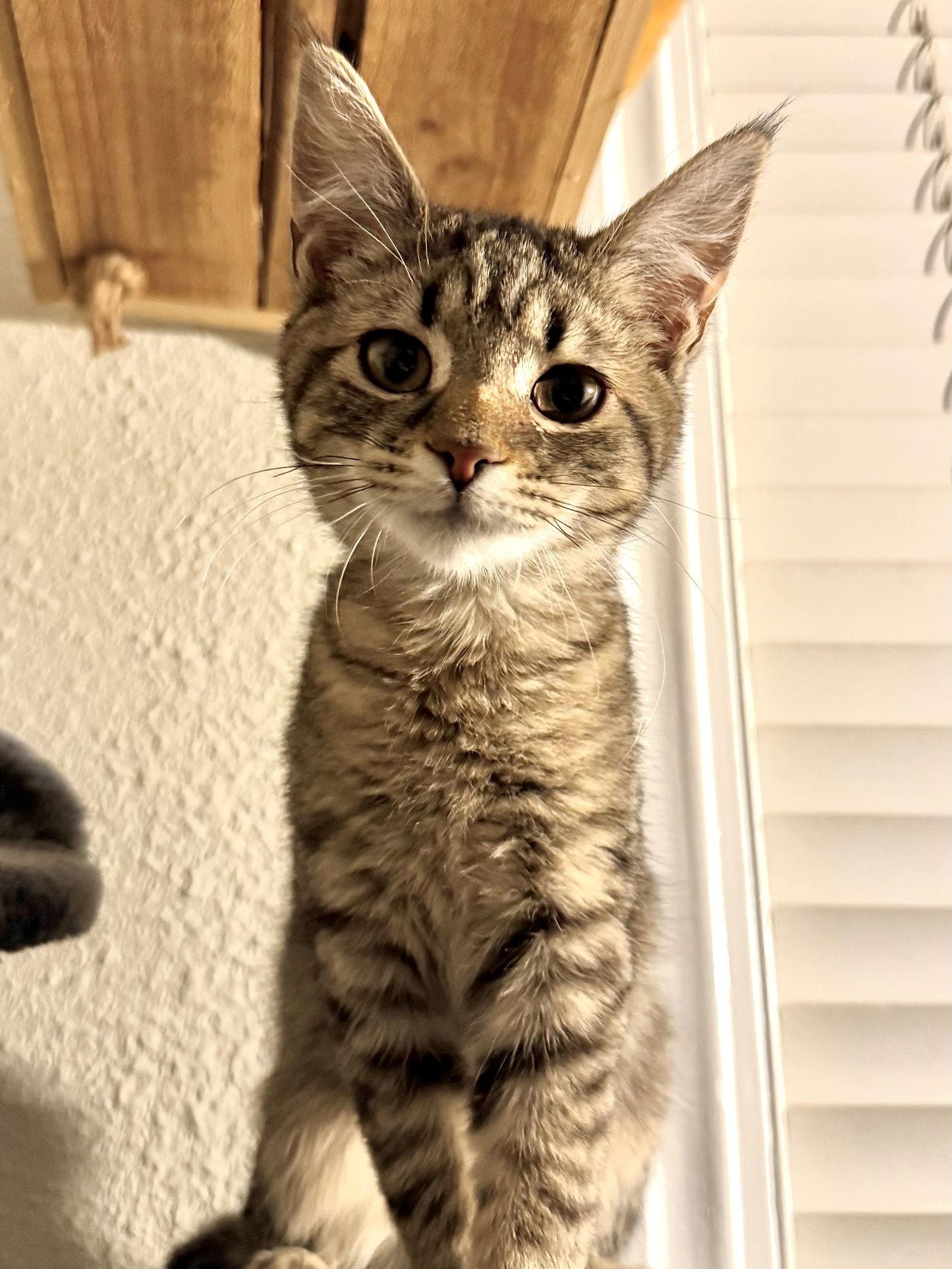 Enlarge Lucas, a Adoptable Domestic Short Hair in Hanover, PA image 2/3