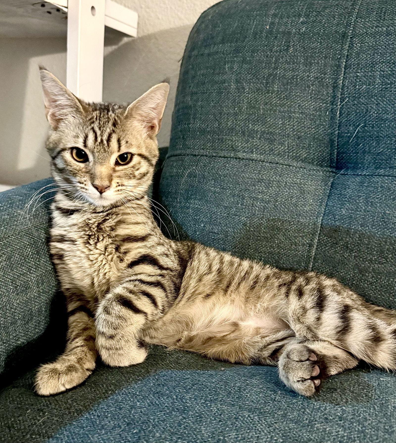 Enlarge Lucas, a Adoptable Domestic Short Hair in Hanover, PA image 3/3