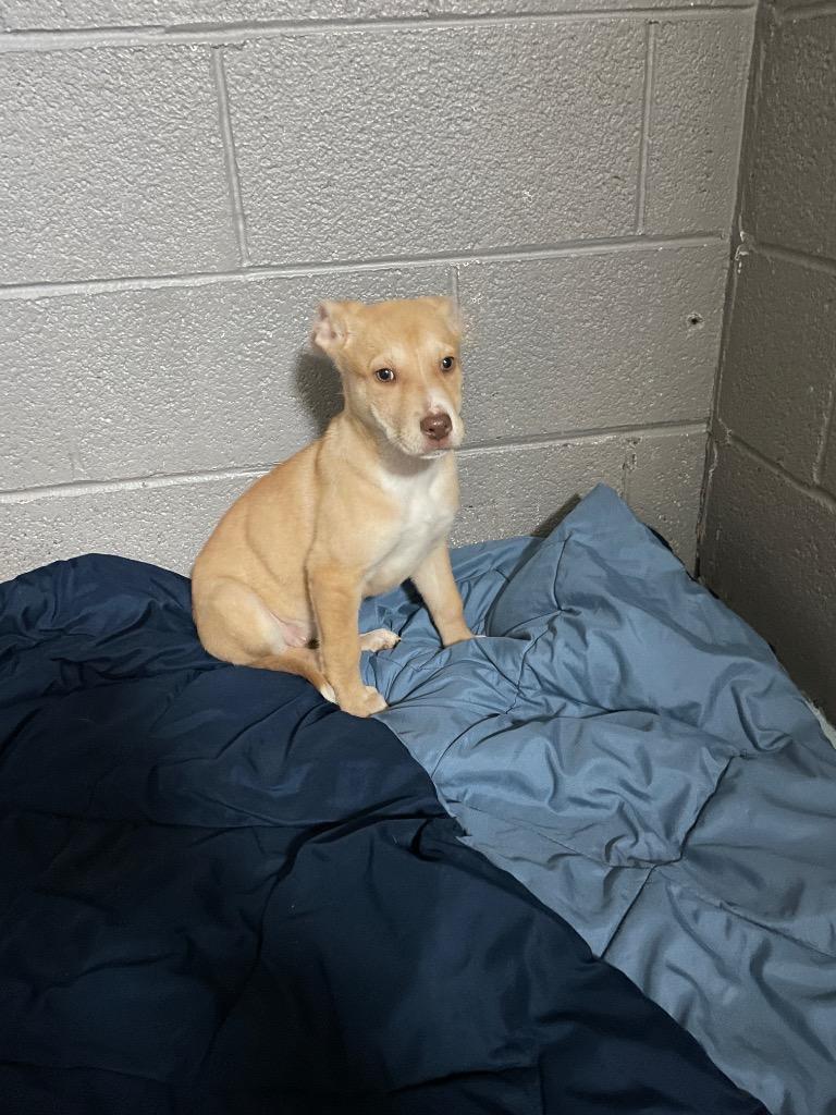 Misty, Adoptable, Puppy Female Hound & Labrador Retriever.