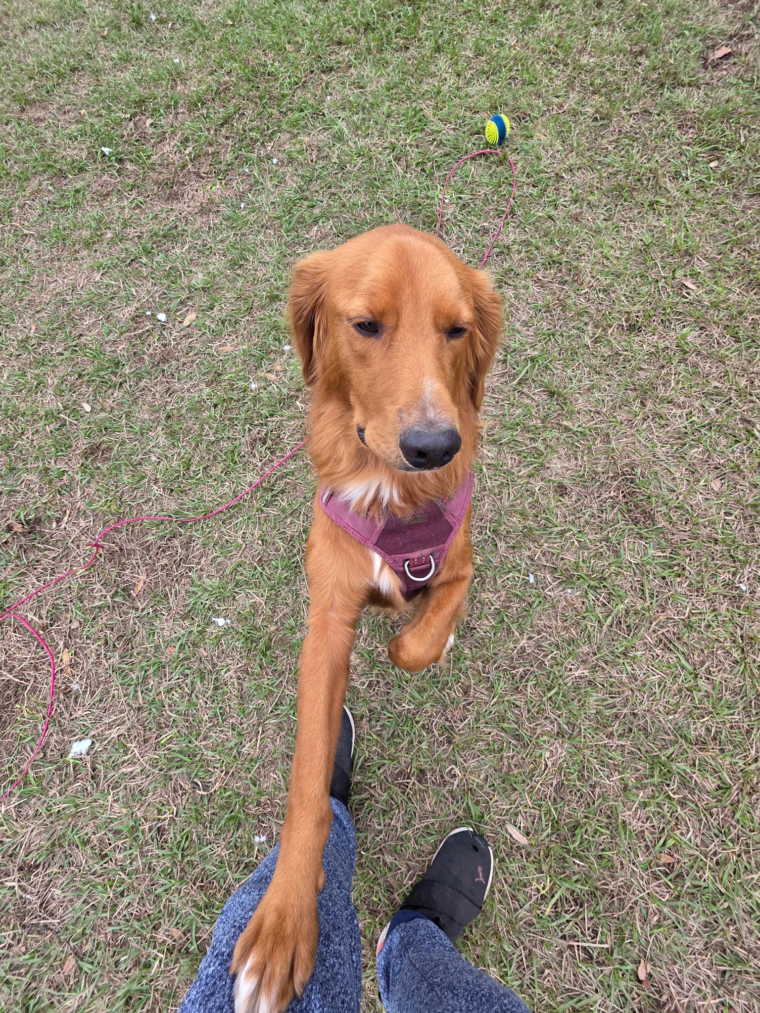 Enlarge Charlie, an adopted mixed breed in New Orleans, LA image 6/6