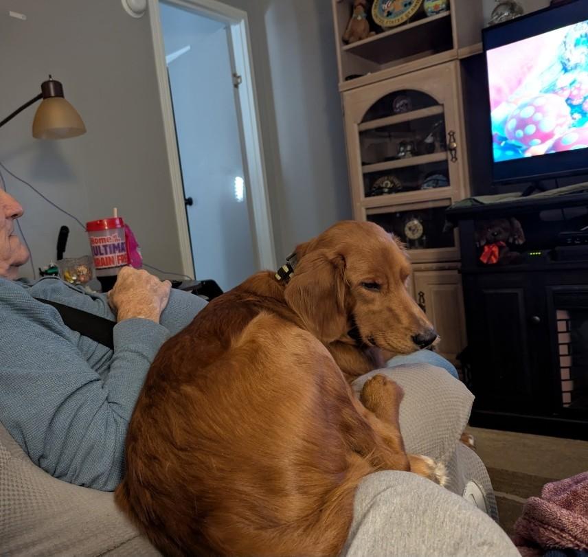 Charlie, adopted, Young Male Golden Retriever & Nova Scotia Duck Tolling Retriever.