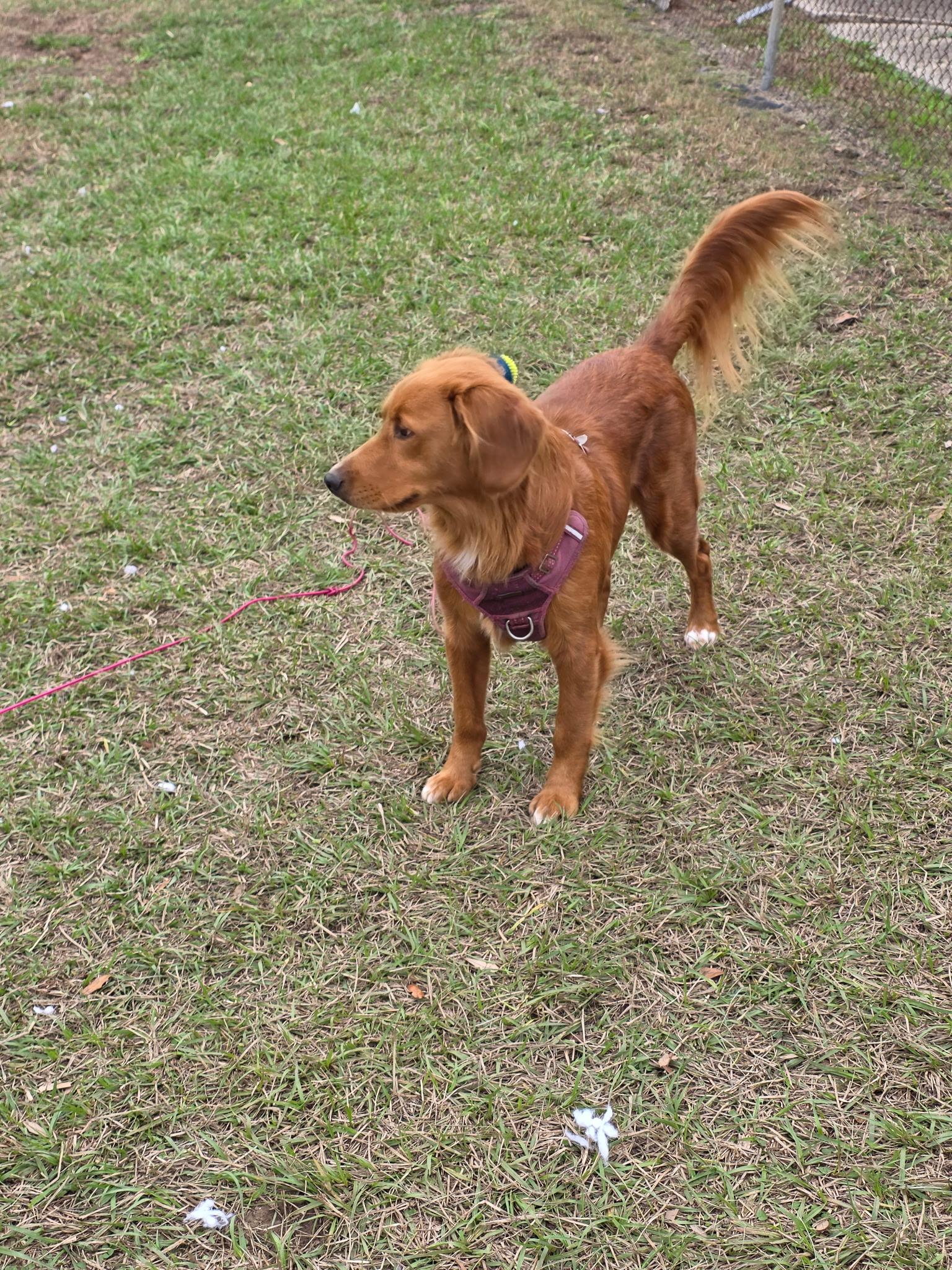 Enlarge Charlie, an adopted mixed breed in New Orleans, LA image 2/6