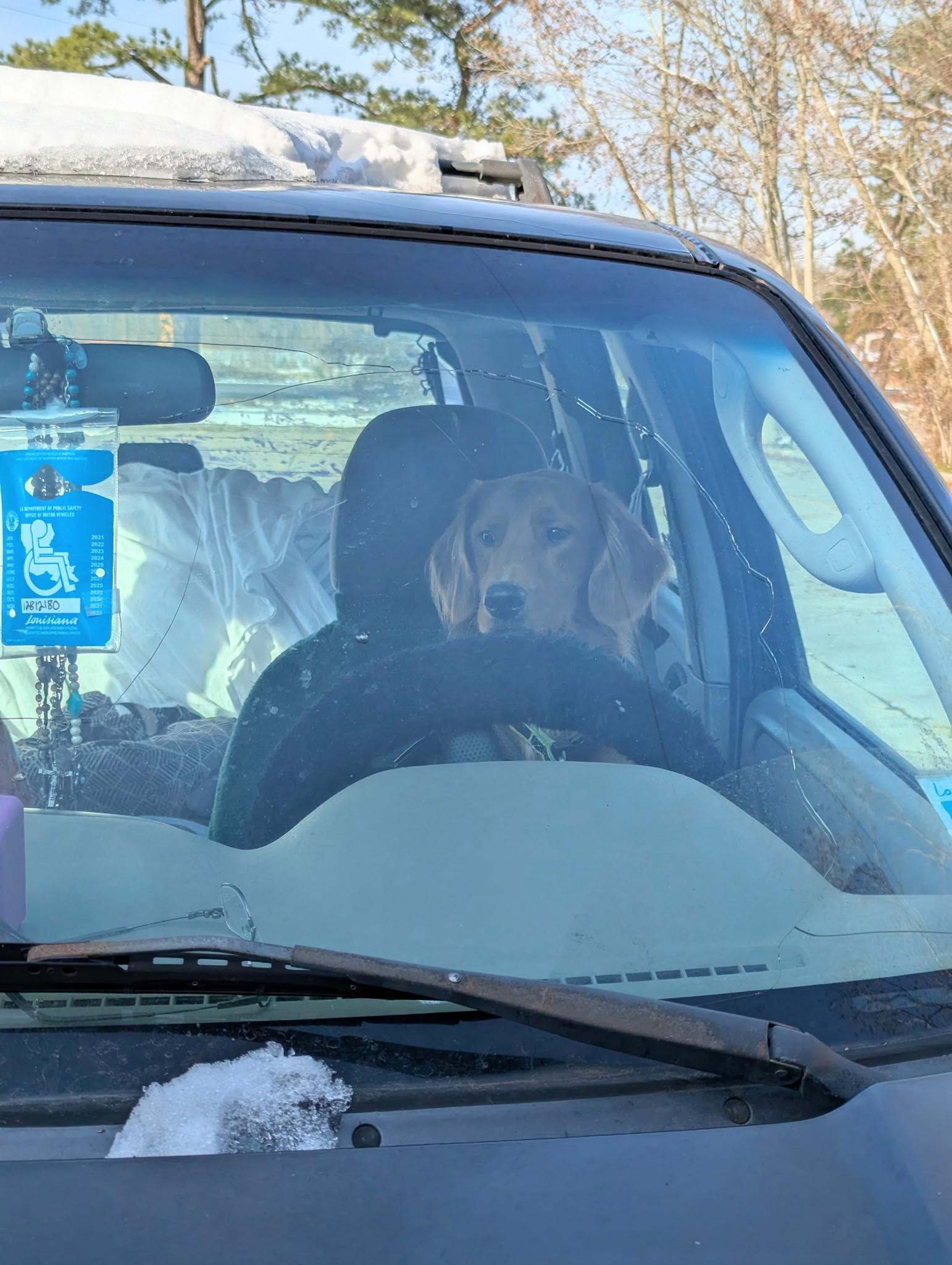 Enlarge Charlie, an adopted mixed breed in New Orleans, LA image 5/6