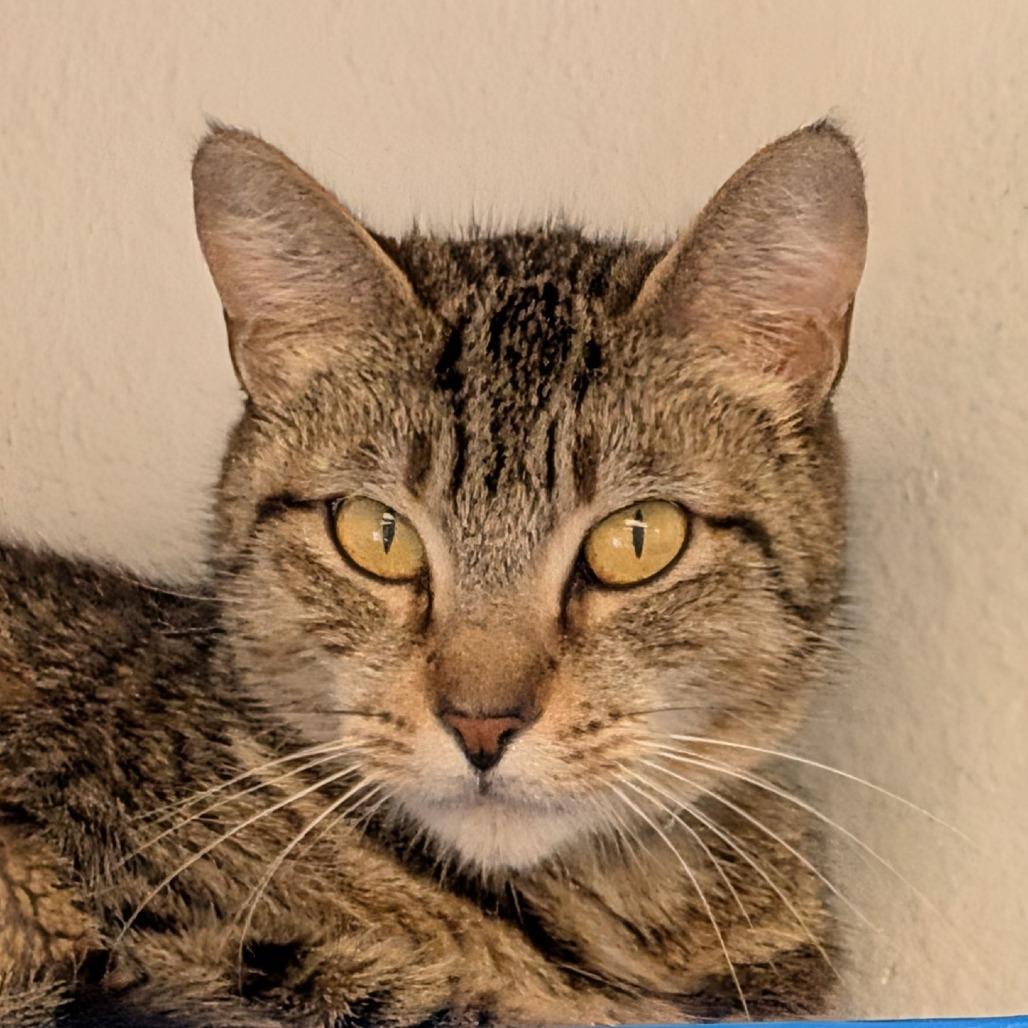 Stacy, Adoptable, Adult Female Domestic Short Hair.