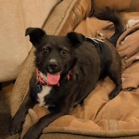 Casey is in Portland, Adoptable, Young Male Mixed Breed.