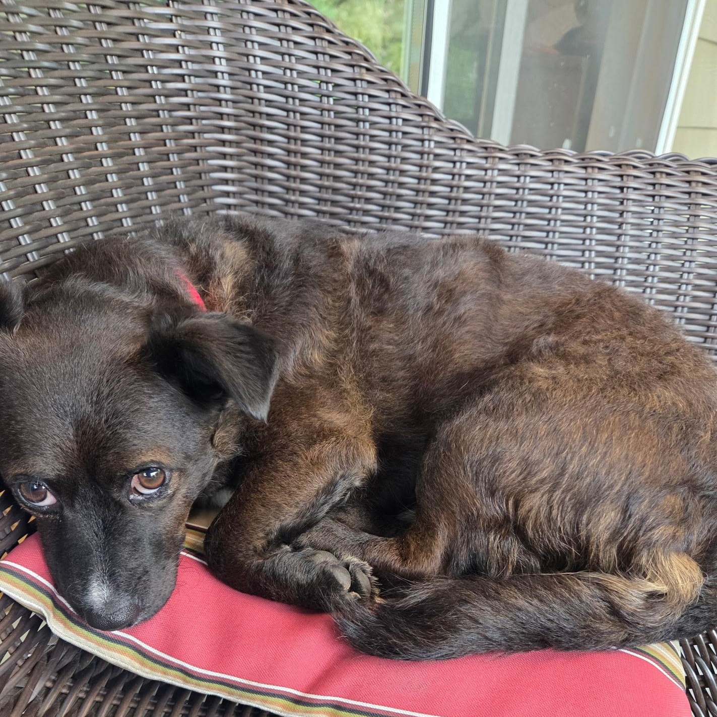 Casey is in Portland, a Adoptable Mixed Breed in Portland, OR image 4/6