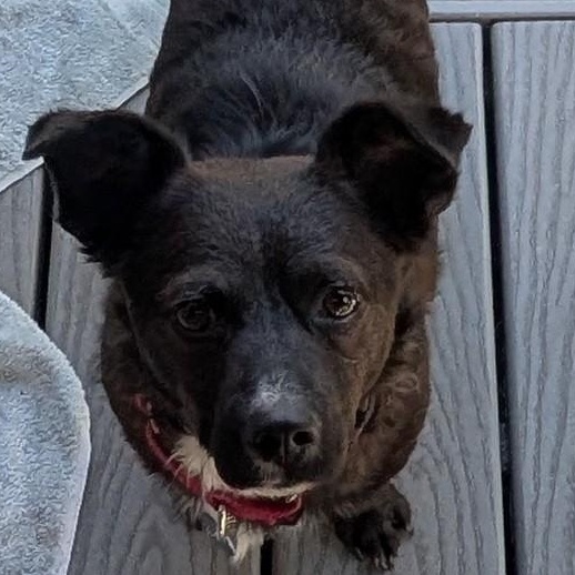 Casey is in Portland, a Adoptable Mixed Breed in Portland, OR image 2/6