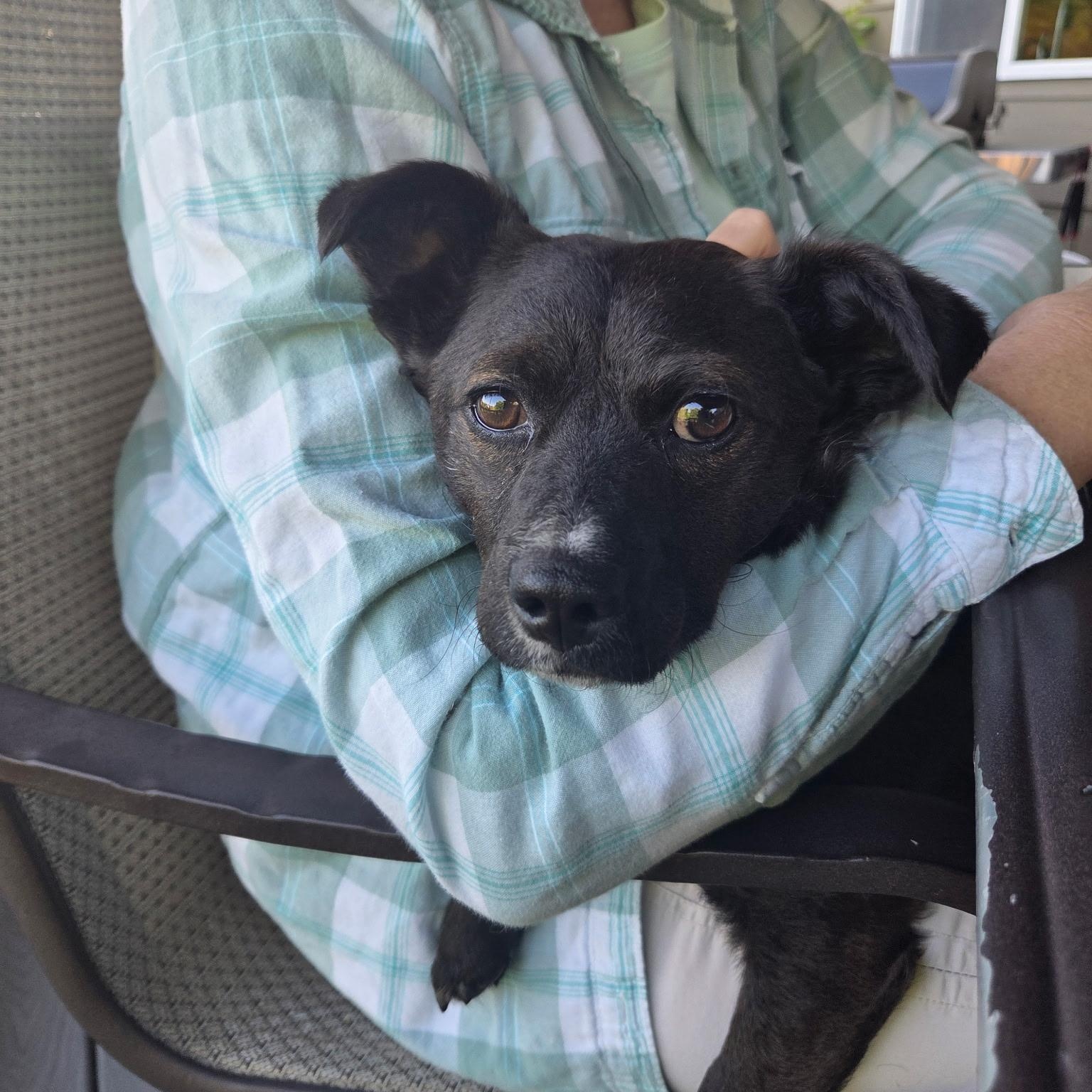 Casey is in Portland, a Adoptable Mixed Breed in Portland, OR image 2/6