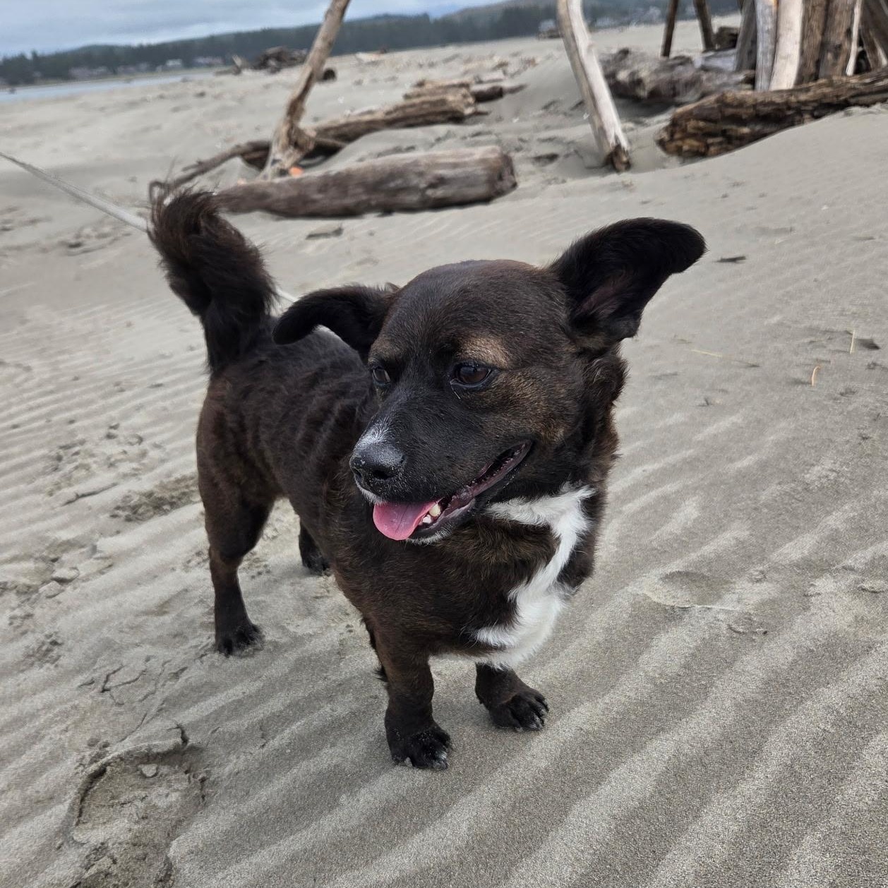 Casey is in Portland, Adoptable, Young Male Mixed Breed.
