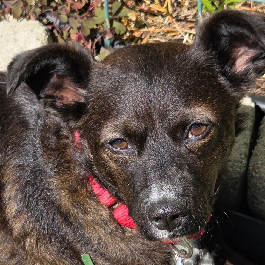 Casey is in Portland, a Adoptable Mixed Breed in Portland, OR image 5/6