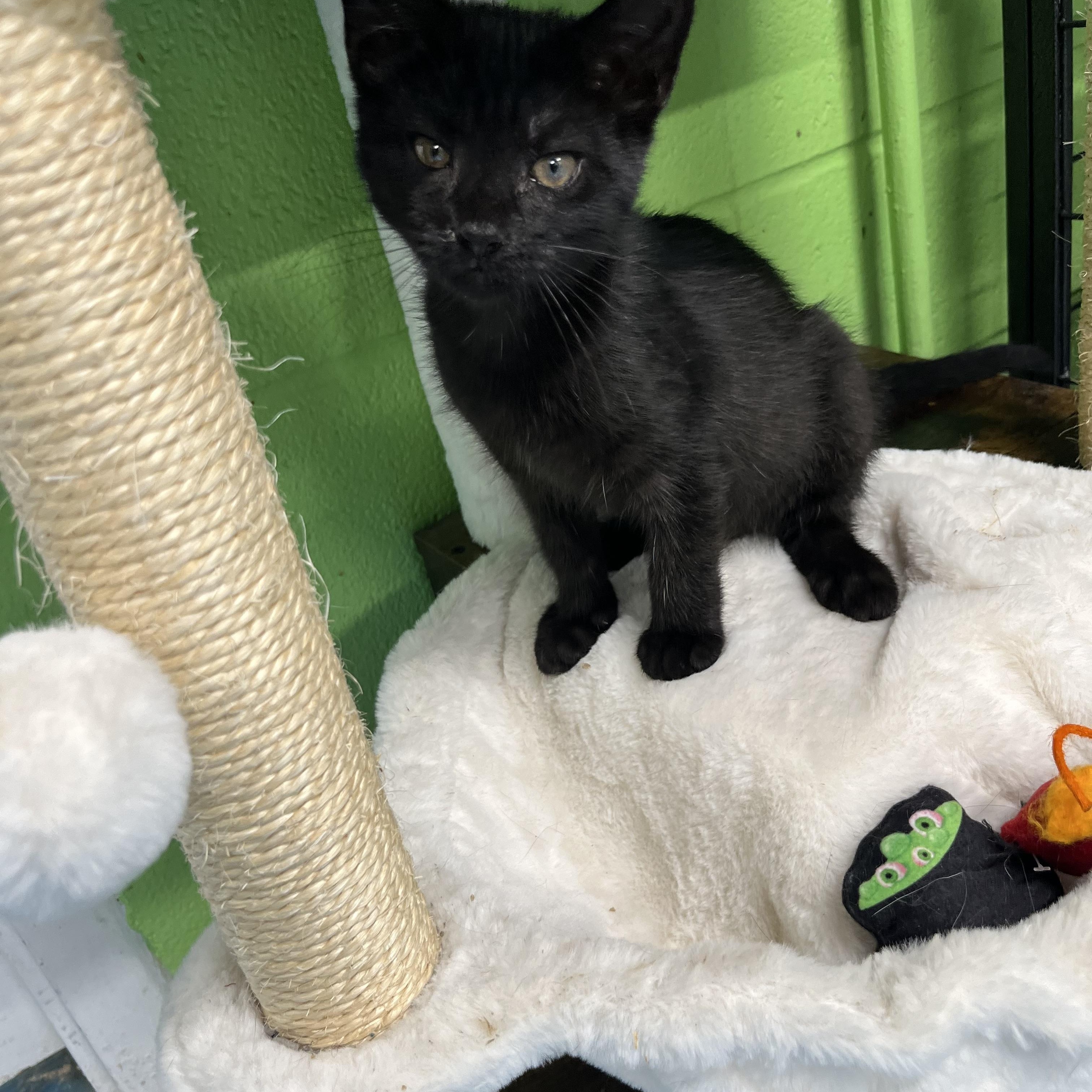 Oak, adopted, Kitten Female Tabby.