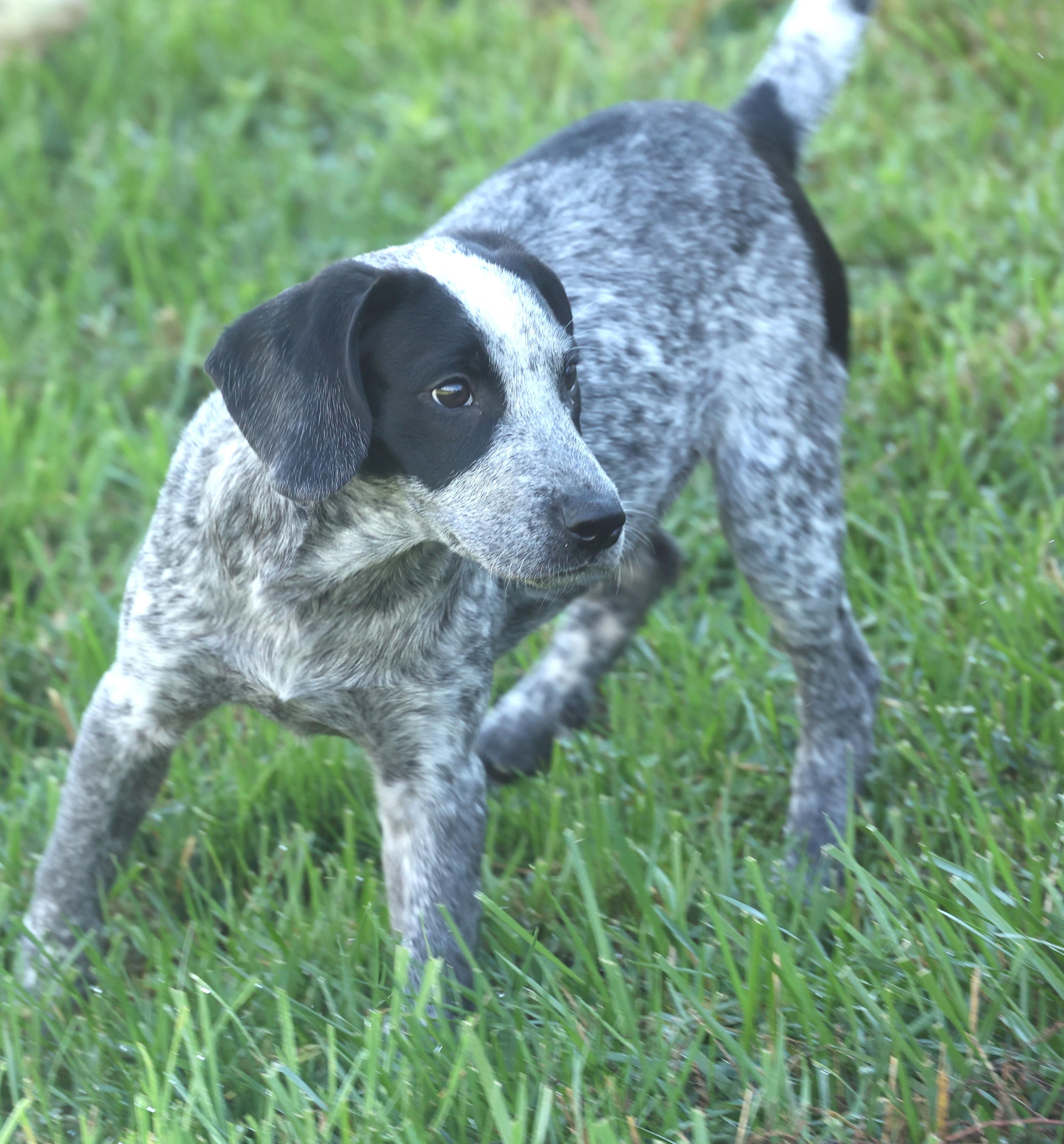 Phoenix-Available! www.lhar.dog to apply!