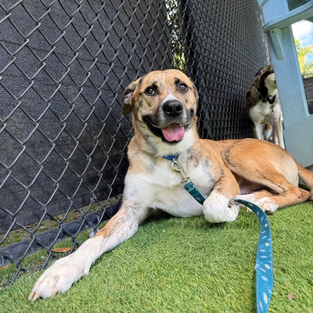 Tigger, a Adoptable Mixed Breed in Jupiter, FL image 1/6