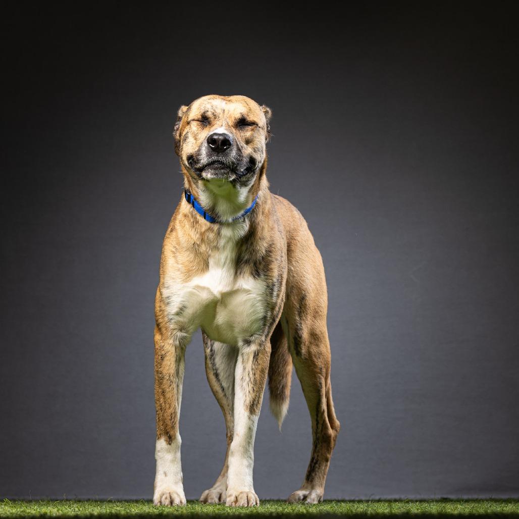 Tigger, a Adoptable Mixed Breed in Jupiter, FL image 2/6