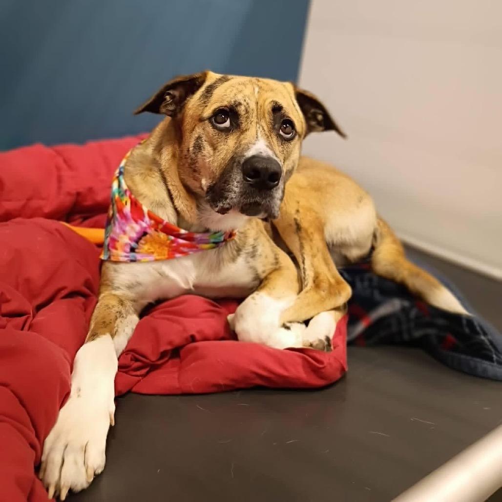Tigger, a Adoptable Mixed Breed in Jupiter, FL image 3/6