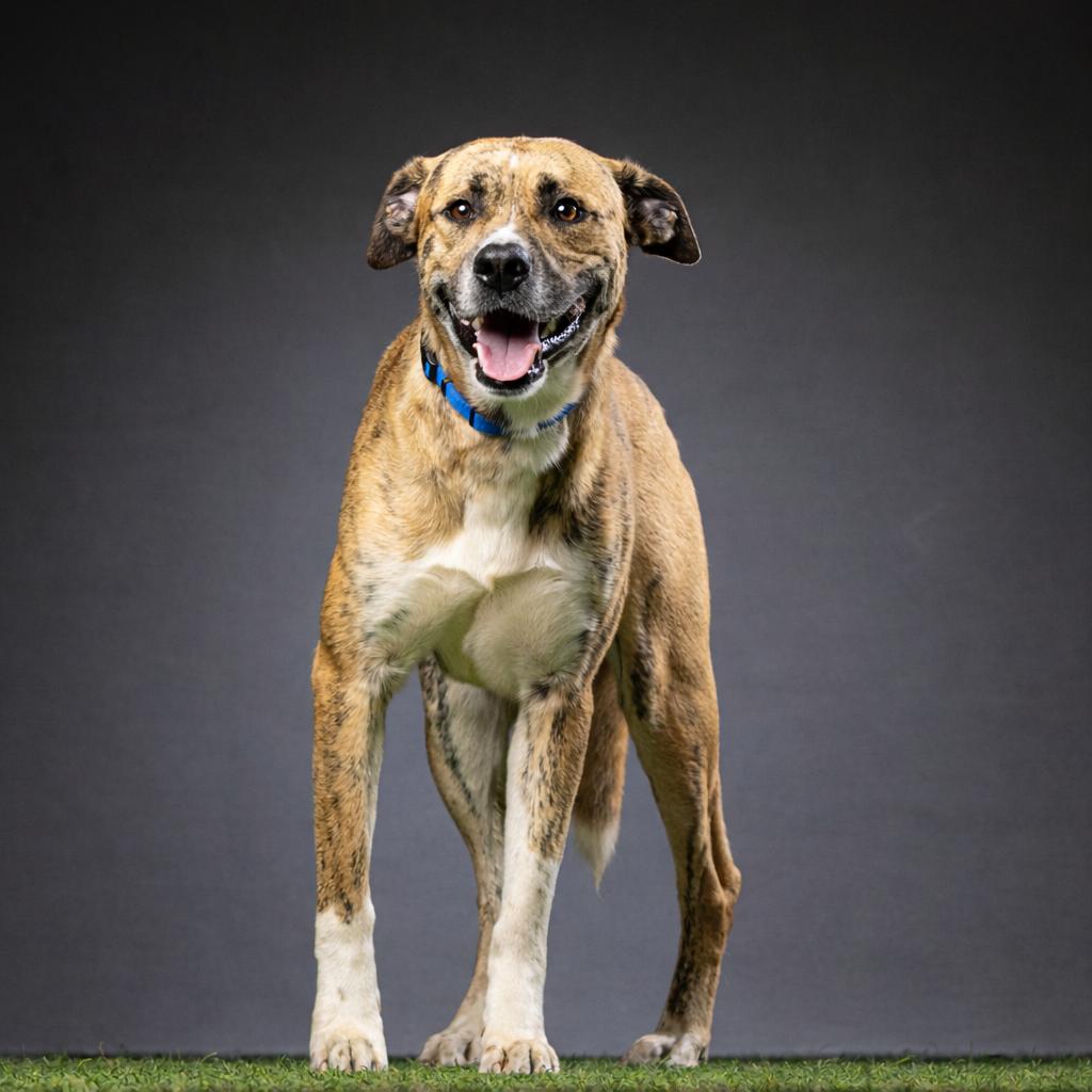 Tigger, a Adoptable Mixed Breed in Jupiter, FL image 4/6