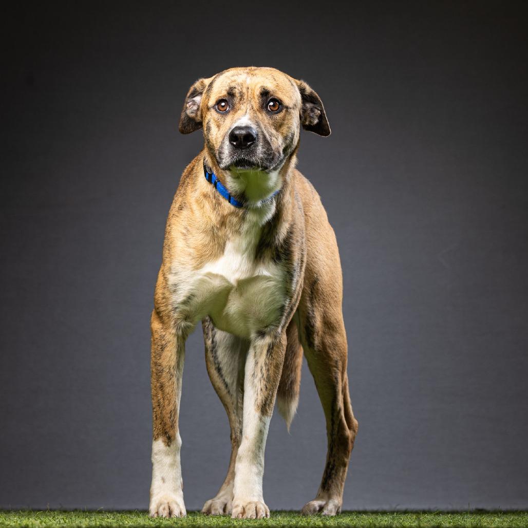 Tigger, a Adoptable Mixed Breed in Jupiter, FL image 5/6
