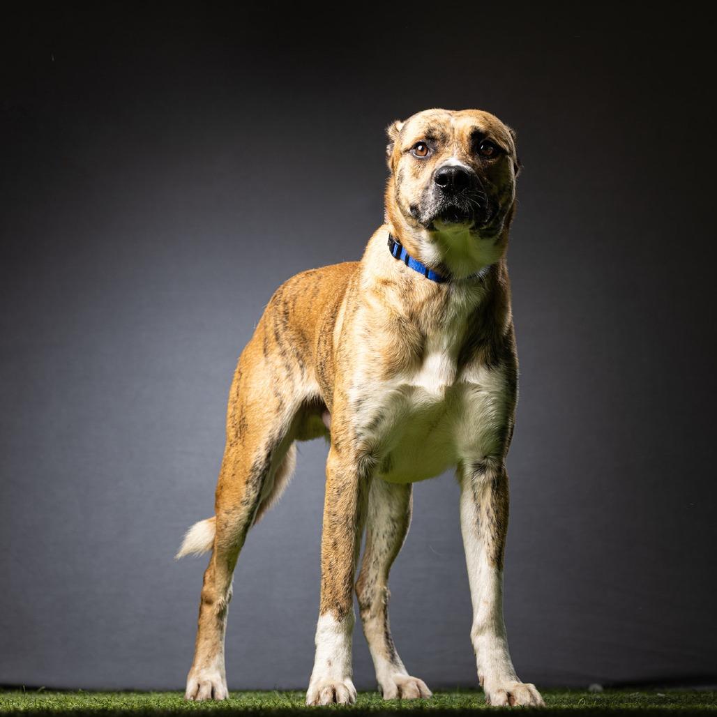 Tigger, a Adoptable Mixed Breed in Jupiter, FL image 6/6