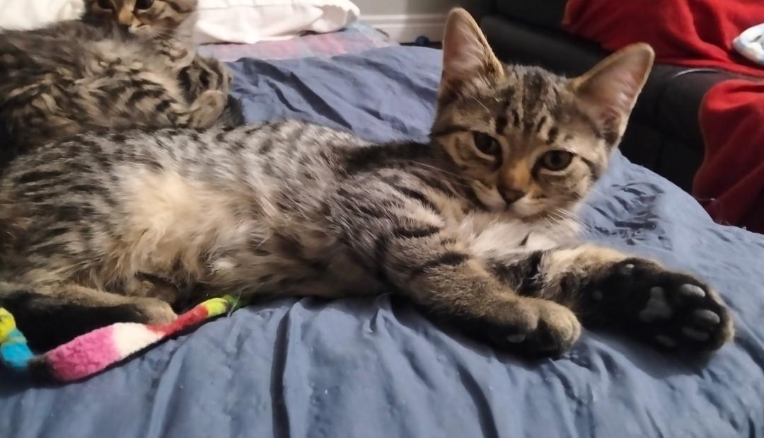 Enlarge Pumpkin, a ADOPTABLE Tabby in Hamilton, ON image 1/2