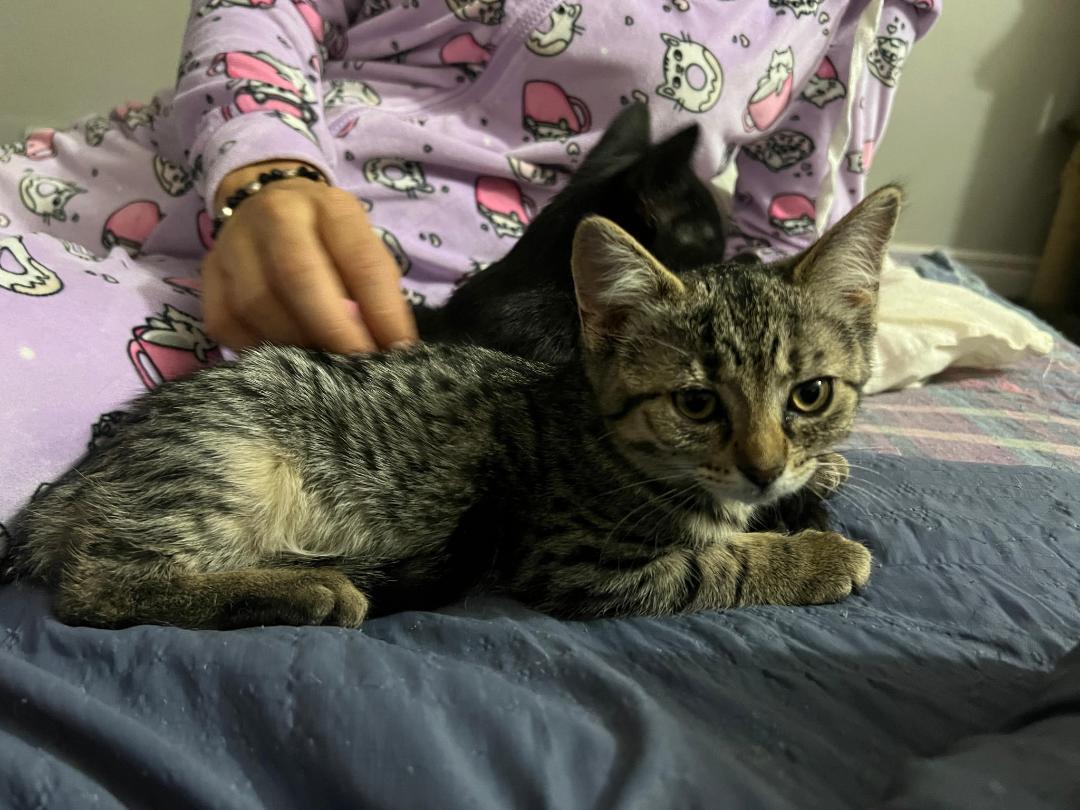 Enlarge Pumpkin, a ADOPTABLE Tabby in Hamilton, ON image 2/2