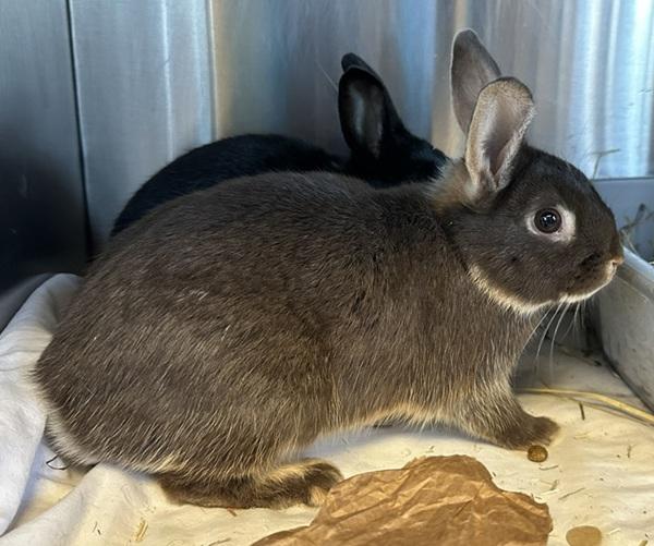 Cocoa (bonded To Puff), Adoptable, Young Female Bunny Rabbit.