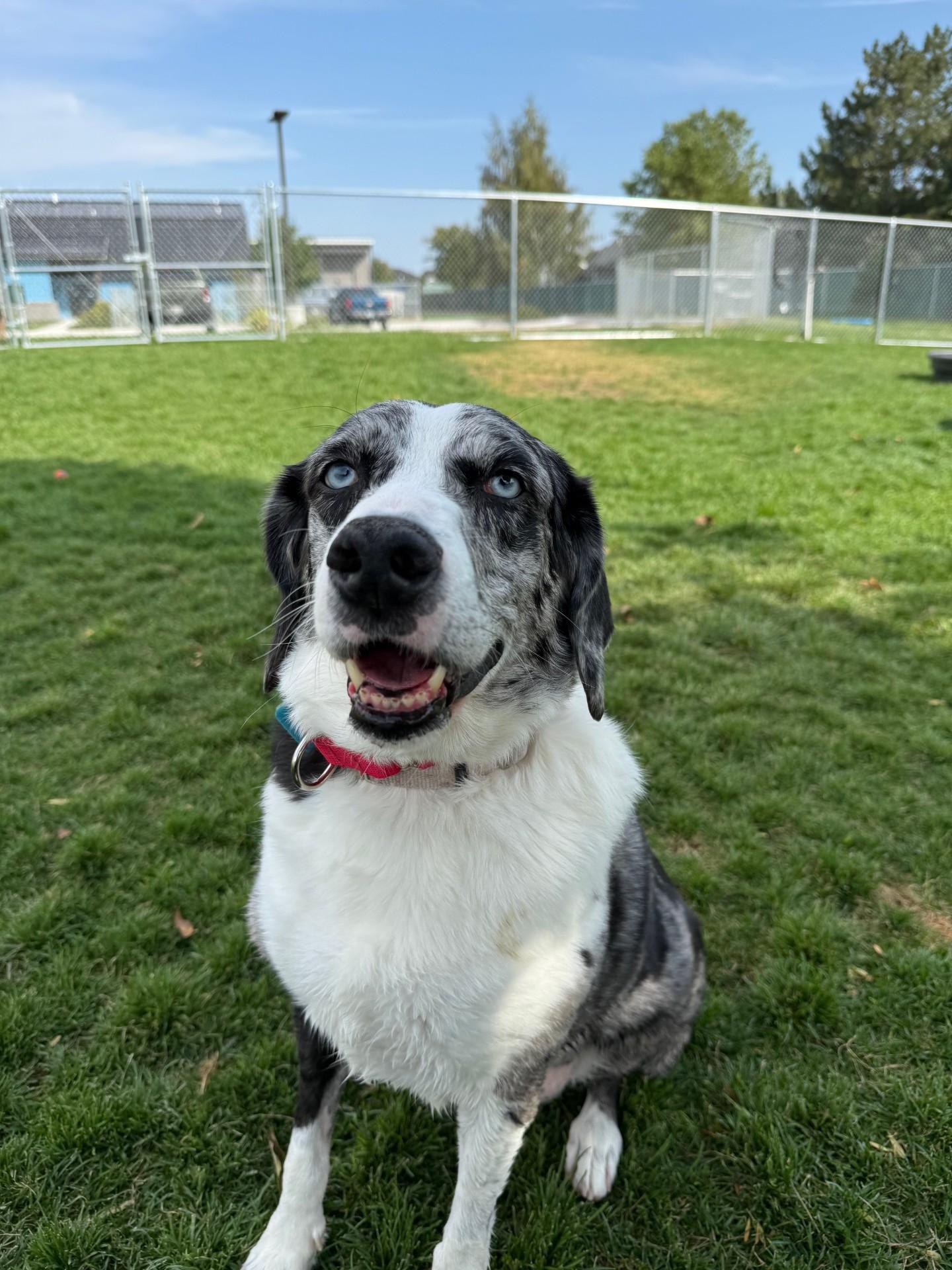 Nellie