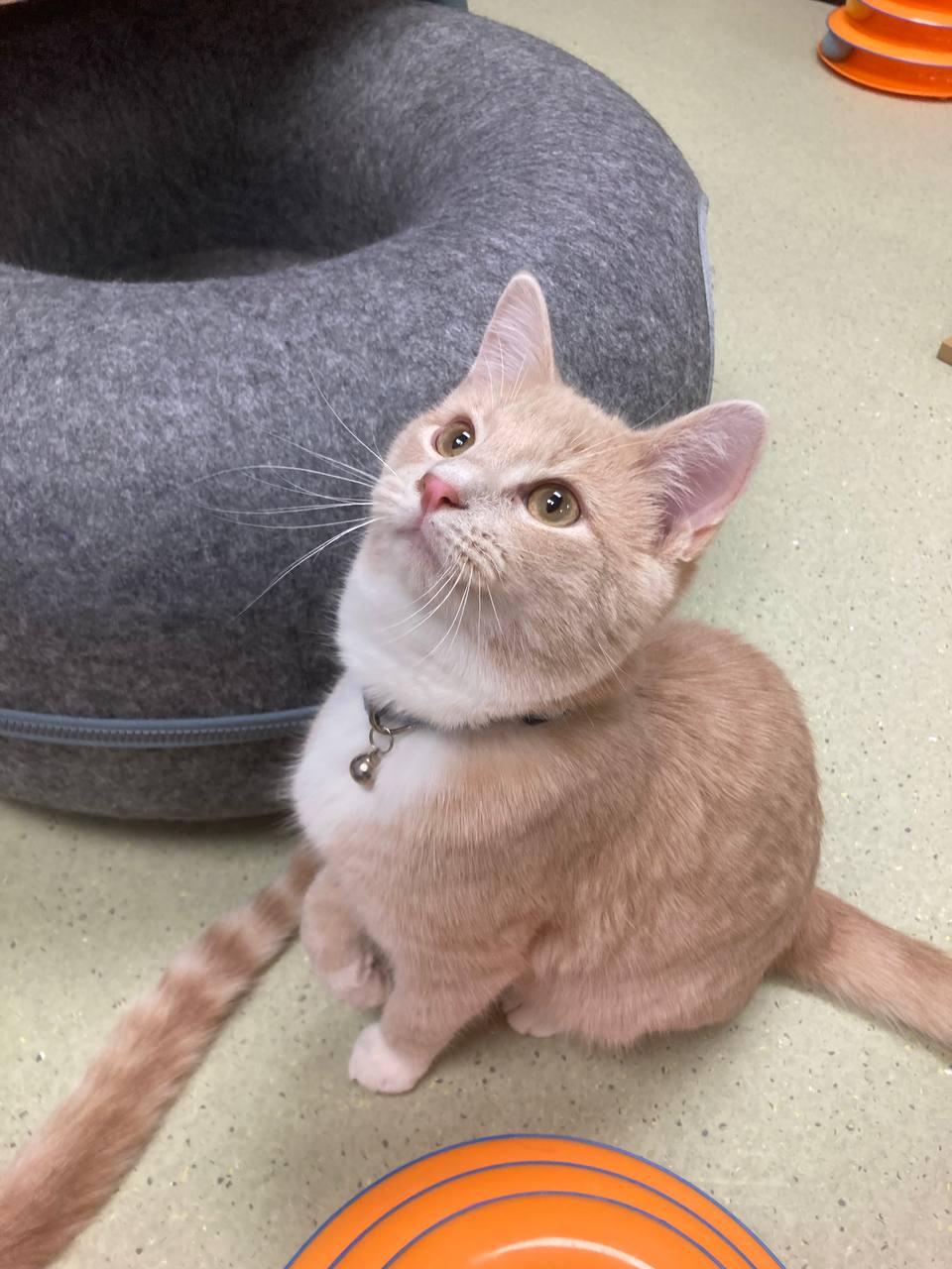 Enlarge Cinnamon, a ADOPTABLE Domestic Short Hair in Cincinnati, OH image 1/4