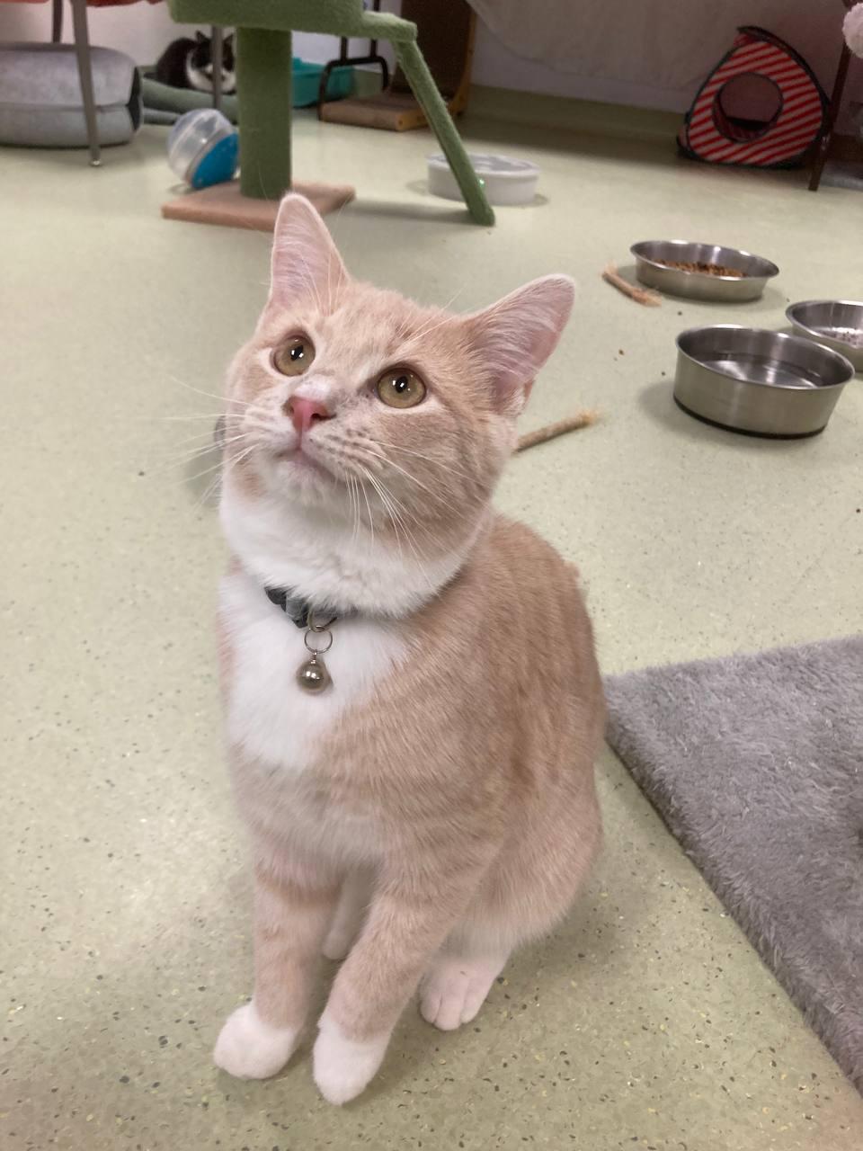 Enlarge Cinnamon, a ADOPTABLE Domestic Short Hair in Cincinnati, OH image 2/4