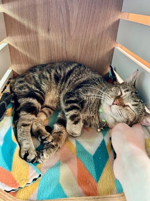 Wink, ADOPTABLE, Young Female Domestic Short Hair.