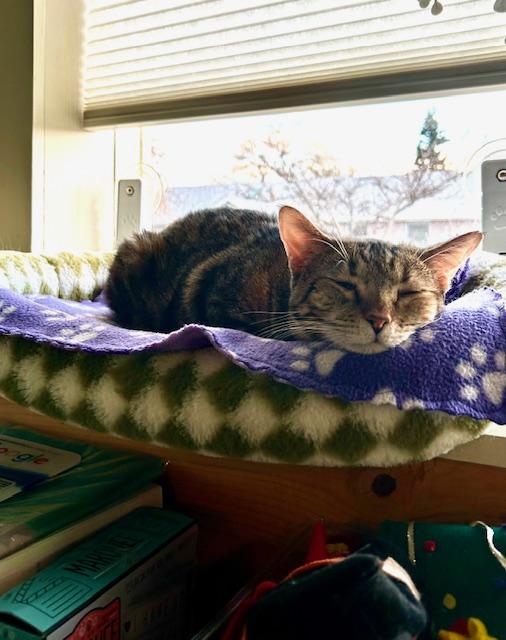 Wink, a ADOPTABLE Domestic Short Hair in Denver, CO image 2/6