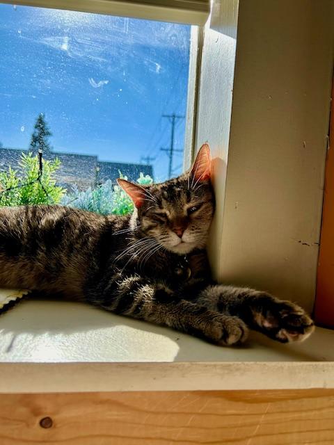 Wink, a ADOPTABLE Domestic Short Hair in Denver, CO image 5/6