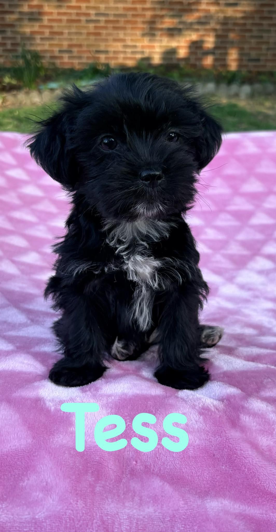Tess, Adopted, Young Female Shih Tzu & Yorkshire Terrier.