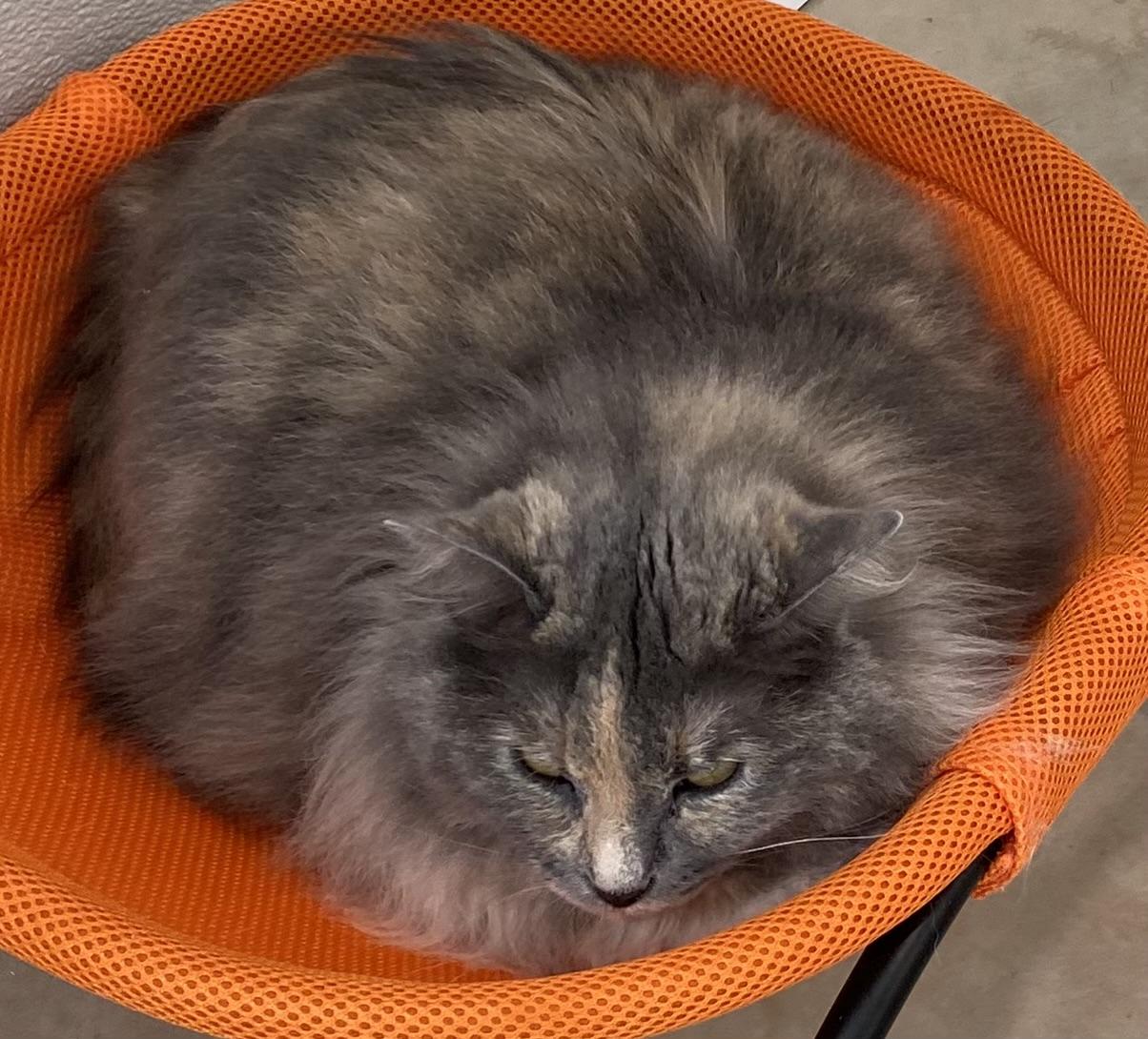 Enlarge Winnie, a Adoptable Domestic Long Hair in Henrietta, TX image 1/3