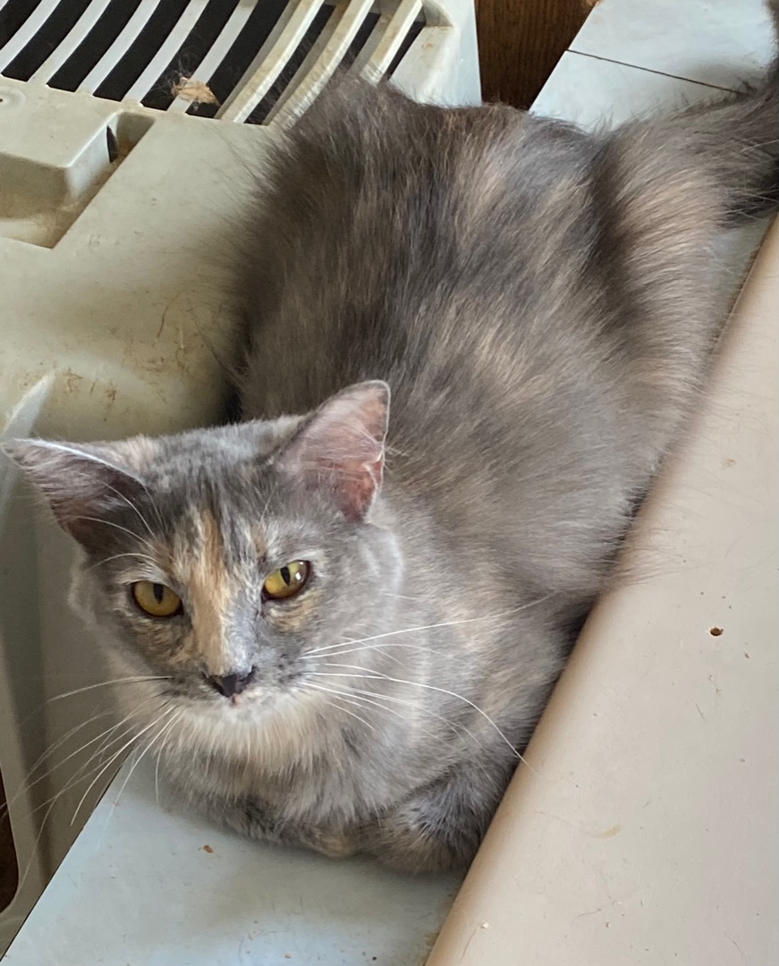 Enlarge Winnie, a Adoptable Domestic Long Hair in Henrietta, TX image 3/3