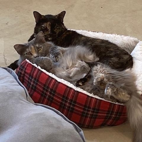 Enlarge Winnie, a Adoptable Domestic Long Hair in Henrietta, TX image 2/3