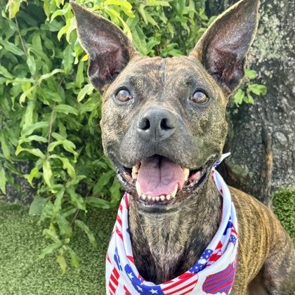 Milo, Adoptable, Adult Male Mixed Breed & Mixed Breed.