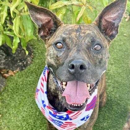 Enlarge Milo, a Adoptable mixed breed in Largo, FL image 2/3