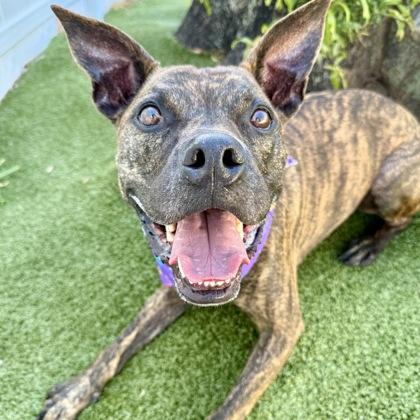 Enlarge Milo, a Adoptable mixed breed in Largo, FL image 3/3