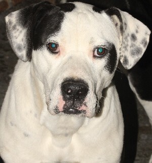 Rambo, Adoptable, Young Male Great Dane.