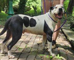 Enlarge Rambo, a Adoptable mixed breed in Savannah, MO image 2/3