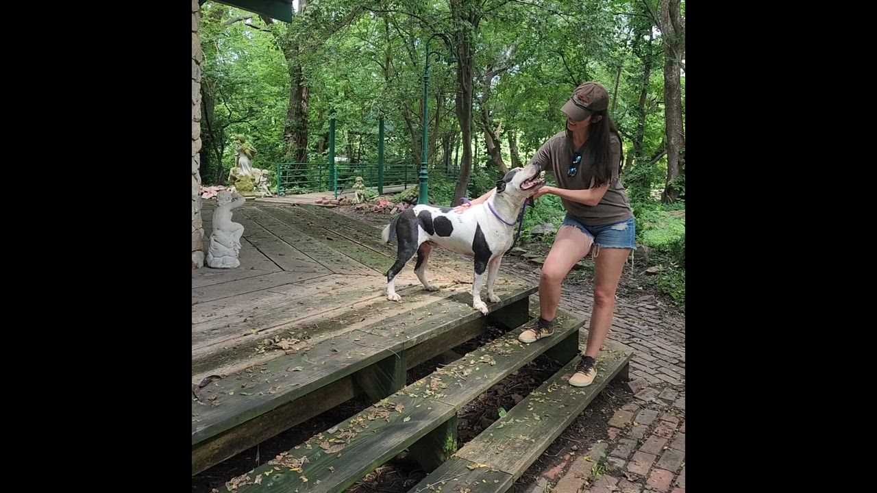 Enlarge Rambo, a Adoptable mixed breed in Savannah, MO video 3/3